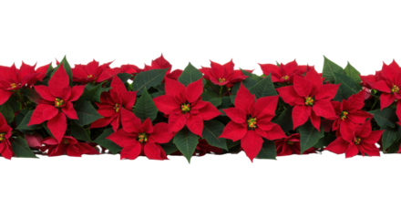 ultra-detailed horizontal swag of poinsettia flowers featuring rich crimson red velvety bracts and emerald green foliage, isolated on a seamless pure white background. concept of elegant christmas