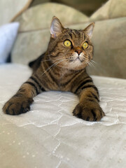 A tabby domestic cat lies on a bed with its paws stretched out in front of it and looks up intently with yellow-green eyes.