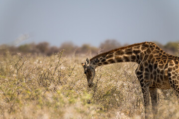 Ein #tag im Etosha Nationalpark 