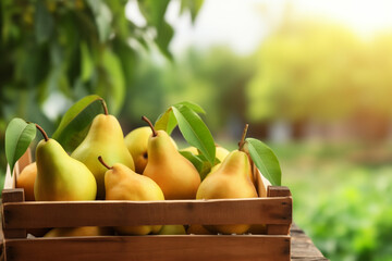 pears fresh in wooden crate