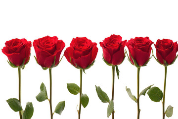 Six fresh red roses with glistening water droplets arranged in a row, symbolizing love and passion. isolated on transparent background