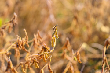 Naklejka premium Sunlit soybean with delicate leaves, Gentle rural scene featuring soybean and golden hues, Serene rural landscape emphasizing fragile plant life and tranquility of autumn harvest