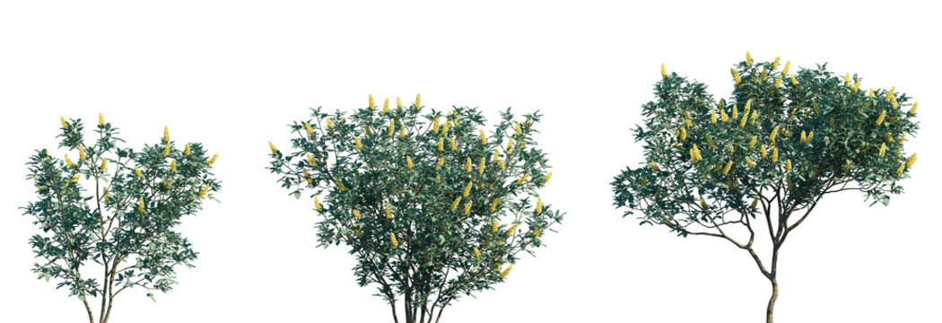 Set of Argyrocytisus battandieri (the pineapple broom or Moroccan broom) isolated png on a transparent background perfectly cutout high resolution