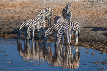 Ein #tag im Etosha Nationalpark 