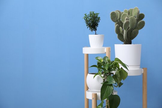 Beautiful prickly pear cactus and other houseplants on stand against blue background. Space for text