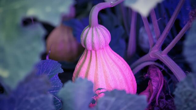 Close-up of gourd ripening on vine in backyard garden with changing colored light