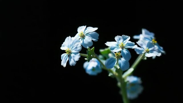 Macro close up of delicate blue wildflowers on black background