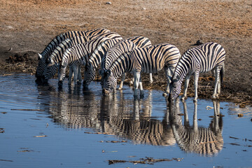 Ein #tag im Etosha Nationalpark 