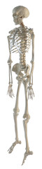 Artificial human skeleton model on white background