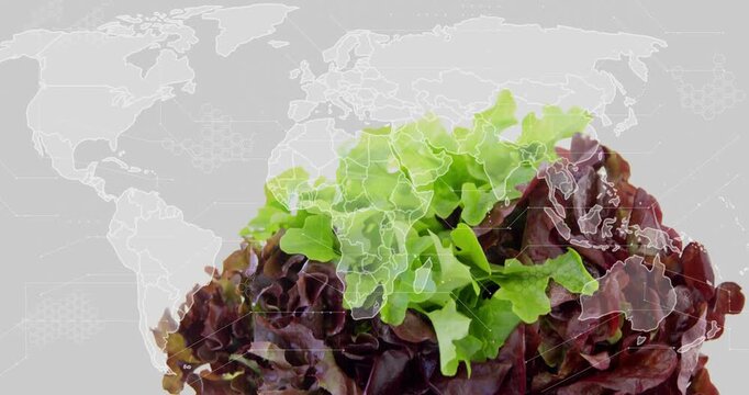 On play lettuce rising upward while map outlines overlaying leaves, merging to show global produce