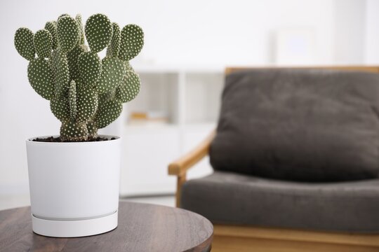 Beautiful prickly pear cactus in pot on wooden table indoors, space for text