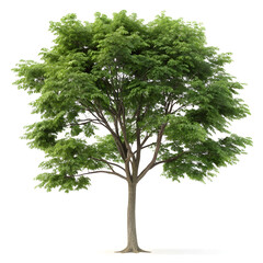 Fototapeta premium A collection of beautifully detailed 3D trees.