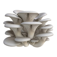 A beautiful cluster of fresh raw oyster mushrooms isolated on white.