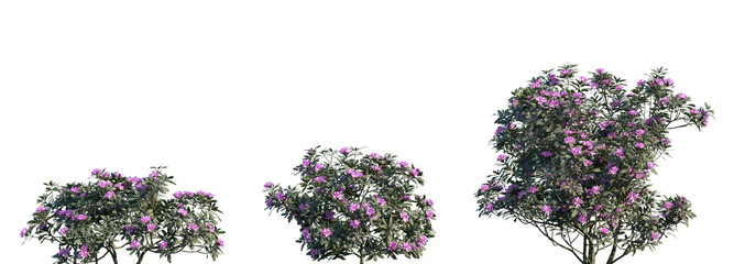 Fototapeta premium Set of Rhododendron ponticum (called common rhododendron or pontic rhododendron) isolated png on a transparent background perfectly cutout high resolution