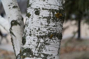 Fototapeta premium Birch tree trunk shows texture and moss growth in a park setting with dried leaves around
