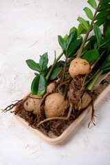Root system of indoor plant Zamioculcas Zamiifolia or dollar tree on white table. Preparation for plant transplantation, treatment of root rot, propagation by tubers