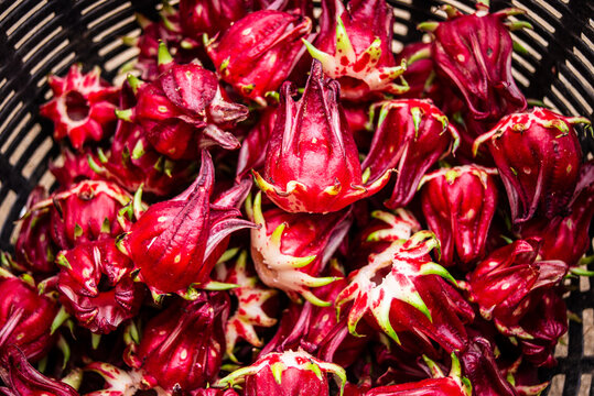 Vibrant Red Roselle Calyxes Harvested in a Basket. Close-up of Exotic Natural Ingredient for Tea and Juice.