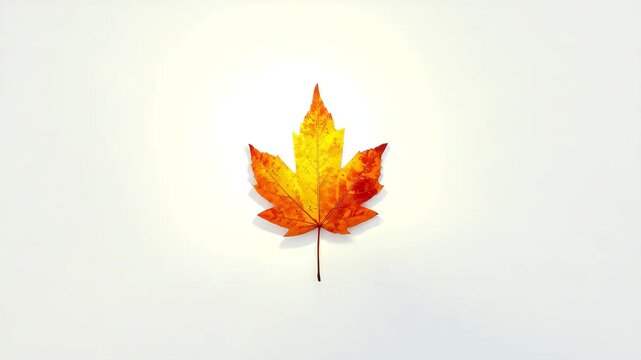 Autumn maple leaf rotating on white background with soft spotlight and copy space