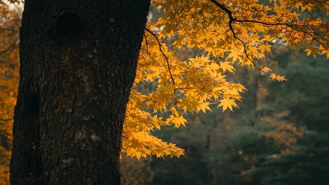Close-up of golden maple leaves swaying by a tree trunk in autumn forest