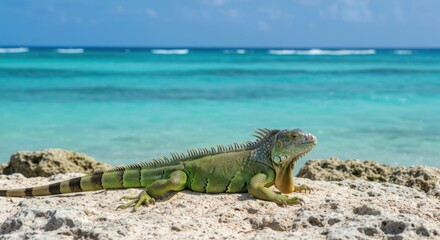 Green iguana basking on a rocky shore with turquoise sea in background