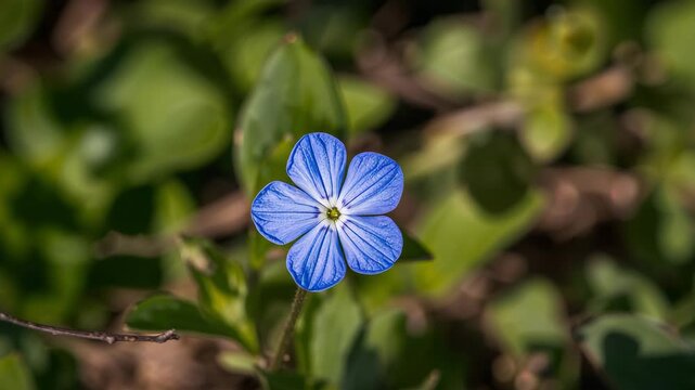 Close-up timelapse of a blue wildflower blooming in natural spring light