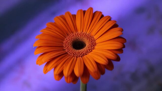 Orange gerbera daisy close up with shifting studio lighting and soft background