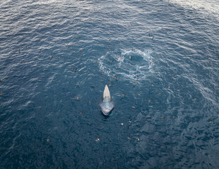 Aerial view of a whale shark swimming in the deep blue sea, surrounded by smaller fish creating a vibrant contrast, Captured in Binh Dinh, Vietnam