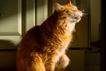 Ginger fluffy cat caught mid-sneeze flehmen response to a curious scent, bathed in warm sunbeam indoors comical, focused profile with whiskers and fangs visible