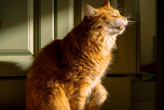Ginger fluffy cat caught mid-sneeze flehmen response to a curious scent, bathed in warm sunbeam indoors comical, focused profile with whiskers and fangs visible