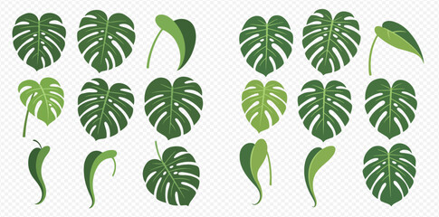 Set of various green monstera deliciosa leaves and tropical foliage elements on transparent background. © MuammarAuliyan