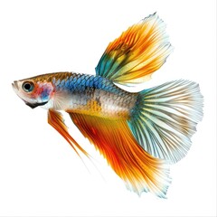 Sleek Blackbird Perched Gracefully