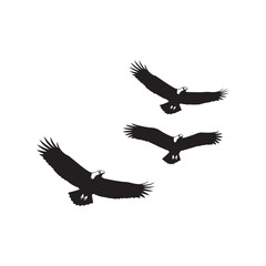 Obraz premium eagle in flight