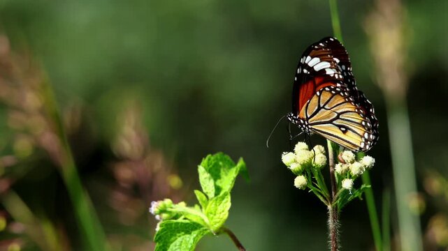 Common tiger butterfly pollinating wildflower. A detailed closeup video of Danaus genutia feeding on a blooming wildflower inside a forest in Himachal Pradesh, India, during the summer season.