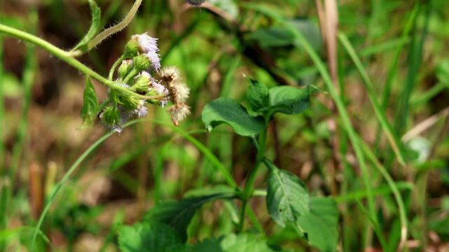 Closeup of common tiger butterfly pollination. Closeup video captures a common tiger butterfly actively pollinating a wildflower in a natural forest habitat during summer in Himachal Pradesh, India
