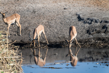 Ein #tag im Etosha Nationalpark 