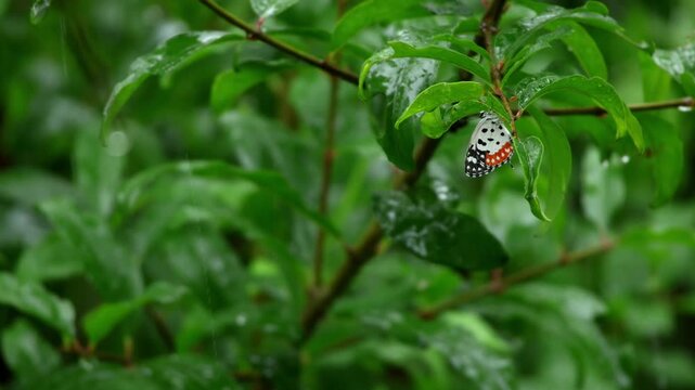 A detailed close-up video shows a red pierrot butterfly, Talicada nyseus, delicately perched on a tree branch during heavy monsoon rainfall in a garden in Himachal Pradesh, India.