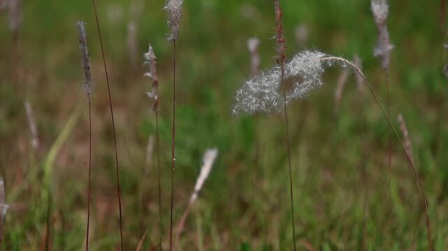 Slow motion grass seeds floating in sunlight. This slow-motion close-up captures Imperata cylindrica grass seeds softly floating and swaying in warm summer sunlight in Himachal Pradesh, India.