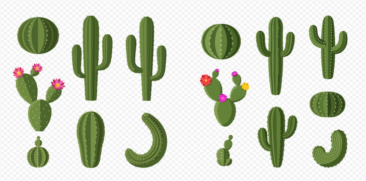 Collection of various cartoon cactus plants with flowers on transparent background.