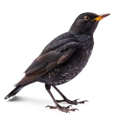 Sleek Blackbird Perched Gracefully
