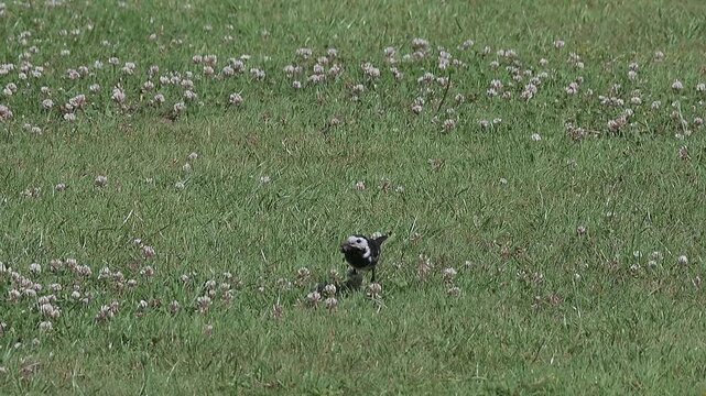 Pied Wagtail (Motacilla Alba) running after insects on a lawn, dropping the ones already in its beak as it tries and fails to catch a butterfly. August, Kent, UK. Slow motion x10