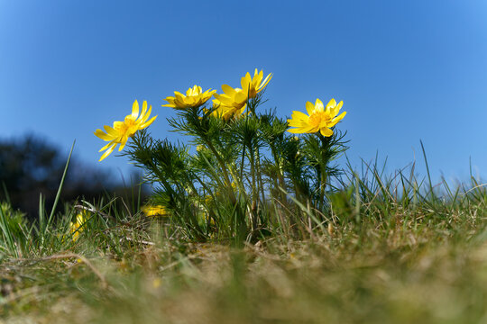  Fr&uuml;hlings-Adonisr&ouml;schen, Fr&uuml;hlings-Adonis, Adonis vernalis