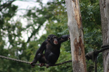 Junger Schimpanse sitzt auf einem dicken Tau und greift nach einem Baumstamm in gr&uuml;ner Waldumgebung