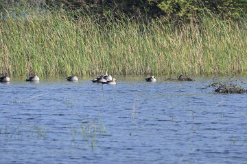 A group of spot billed indian ducks are seen leisurely swimming in a wetlands lake