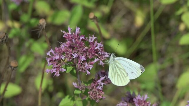 Green-Veined White butterfly (Pieris napi) feeding on Wild Marjoram flowers (Origanum vulgare) before flying away. July, Kent, UK. Slow motion x10