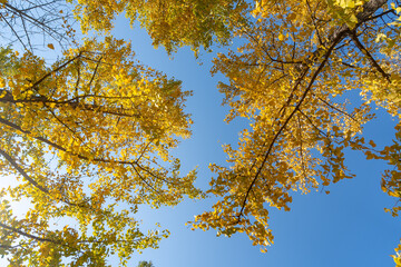 Golden leaves of trees reach for clear blue sky in Hubei China.