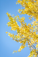Yellow ginkgo leaves flutter against a clear blue sky.