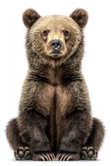 Fototapeta premium Brown bear cub sitting upright, isolated on white, looking forward