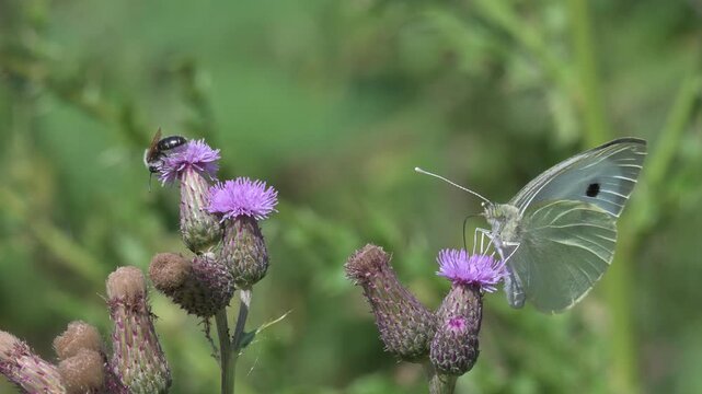 Large White Butterfly (Pieris brassicae) and a solitary Bee feeding on Thistle flowers. August, Kent, UK. Slow motion x5