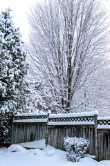 Heavy snowfall covering cedar and maple tree branches on a winter day.