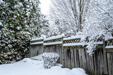 Heavy snowfall covering cedar and maple tree branches on a winter day.